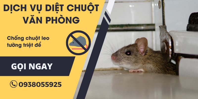 Dịch vụ diệt chuột văn phòng tại Đà Nẵng chuyên nghiệp
