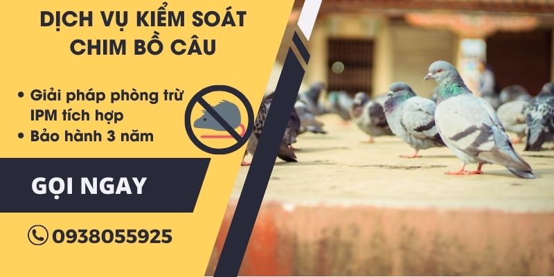 Dịch vụ kiểm soát chim bồ câu tại Đà Nẵng